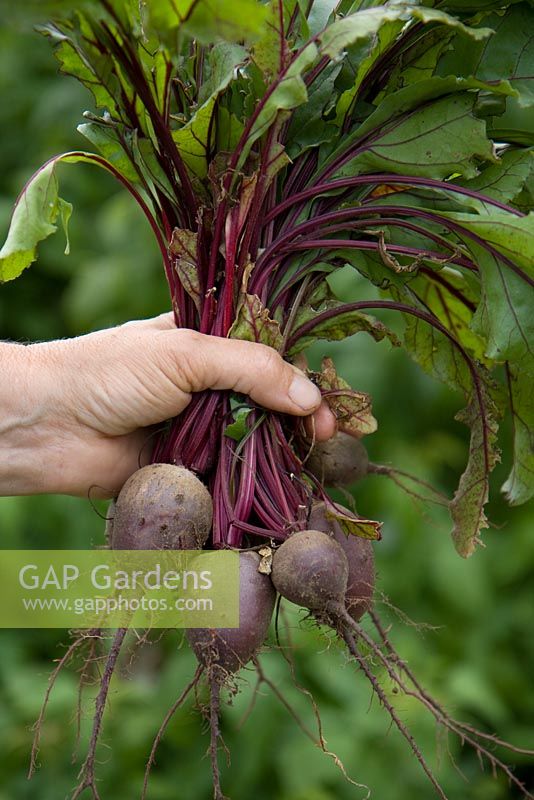 Beta vulgaris - Beetroot