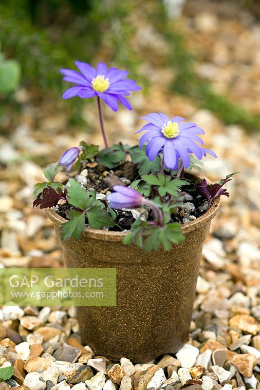 Anemone blanda 'Blue' in a fully compostable plant pot made from rice husks