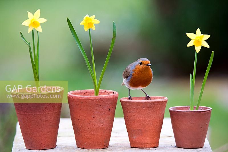 Erithacus rubecula - European Robin sitting on small flowerpots with daffodils