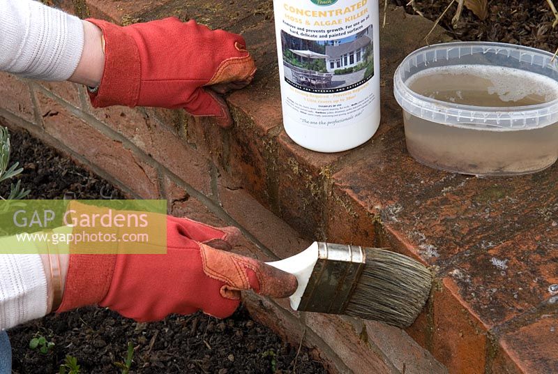Woman applying moss and algae killer to brick wall of raised beds