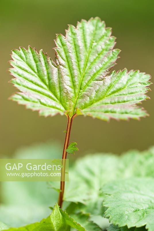 Filipendula ulmaria - Meadowsweet leaf