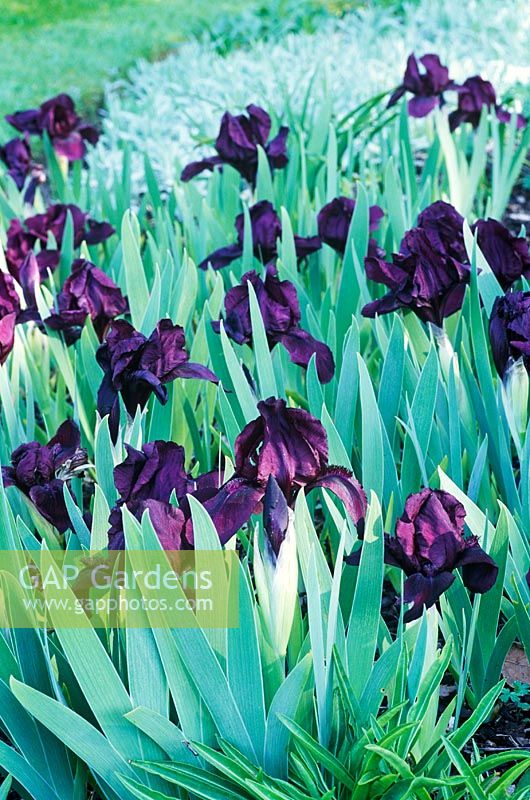 Iris 'Cherry Garden' - Dwarf bearded iris