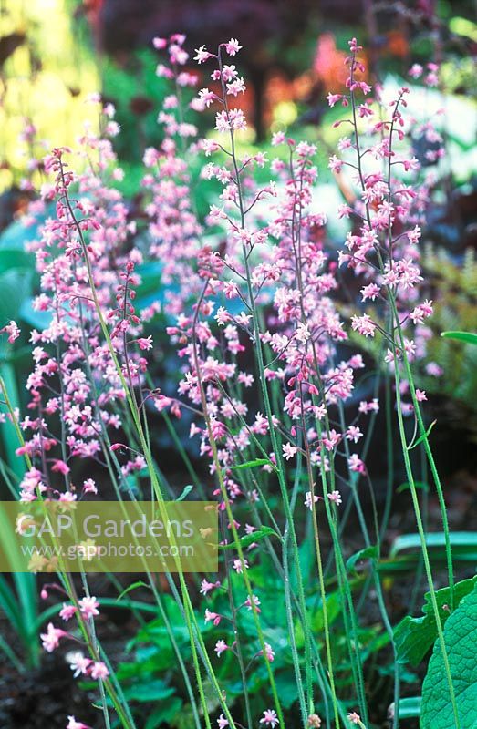 x Heucherella alba 'Bridget Bloom'. Perennial, May, Spring. Portrait of tiny pink flowers.