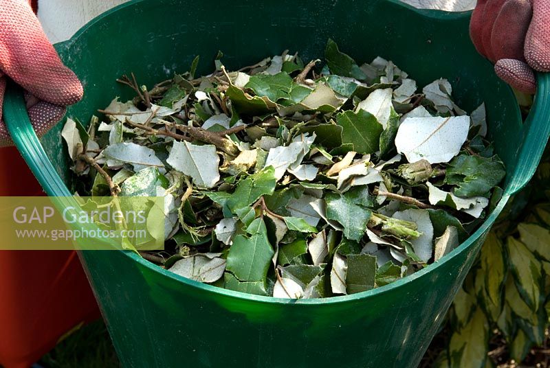 Container of shredded foliage ready for composting