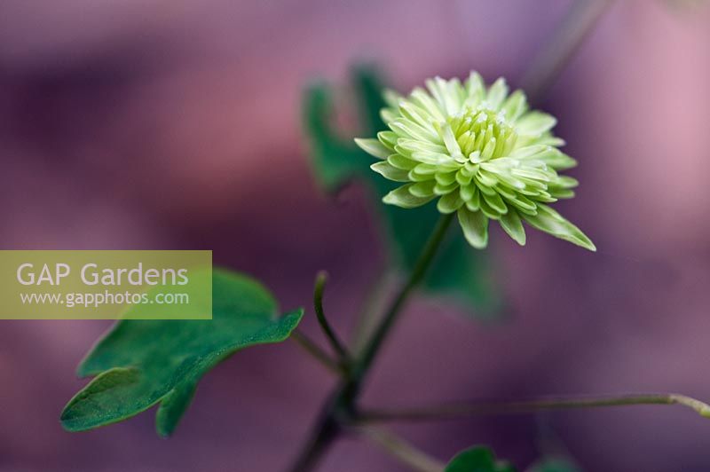 Anemone thalictroides 'Green Hurricane'