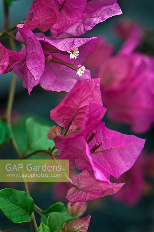 Bougainvillea 'Surprise'