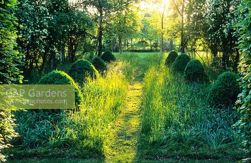 Mown path through longer grass and box topiary, backlit with evening sun - Hardwicke House, Fen Ditton, Cambridge