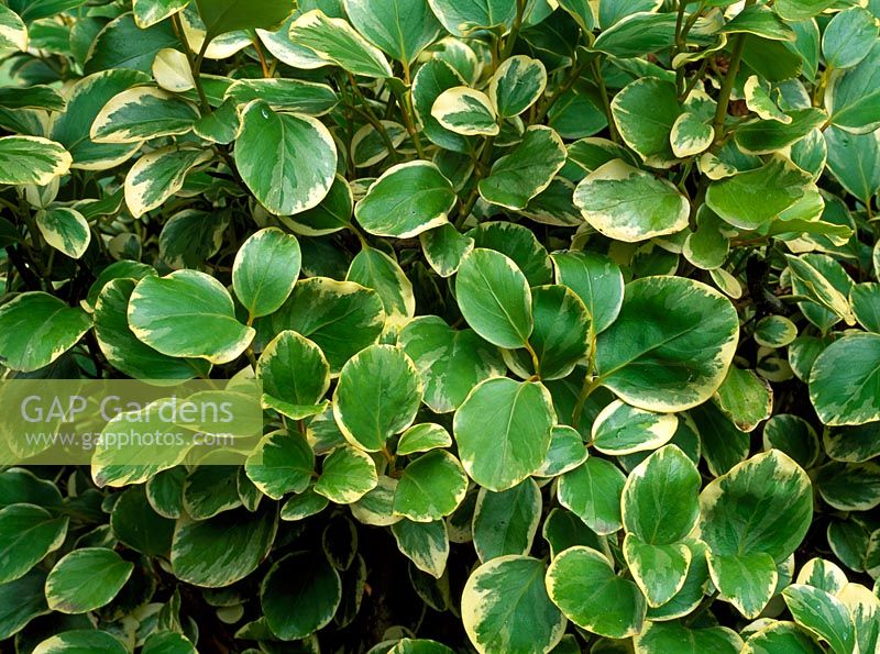 Griselinia littoralis 'Variegata'