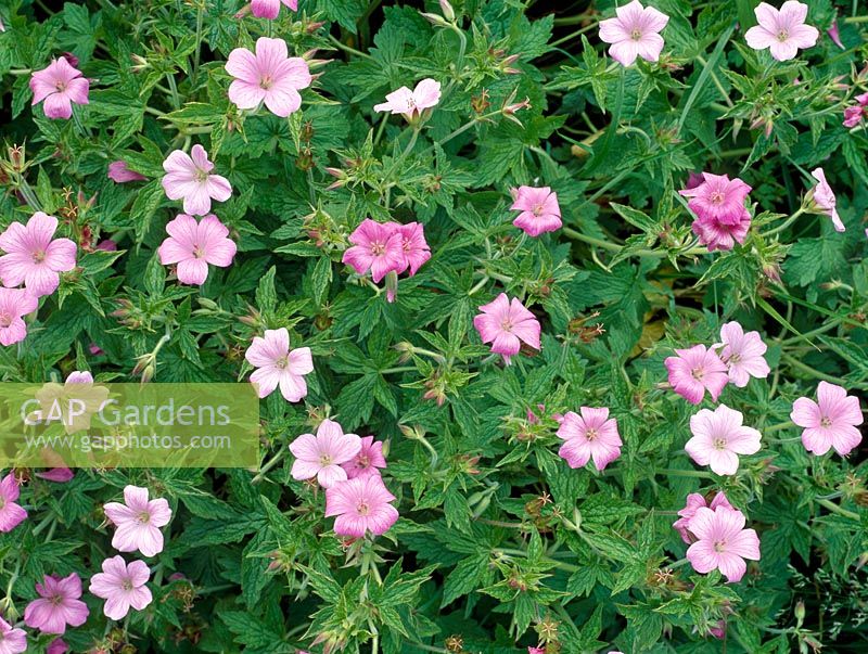 Geranium x oxonianum 'Winscombe'