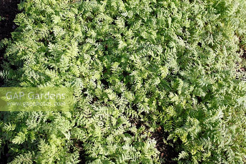 Phacelia tanacetifolia - Green manure
