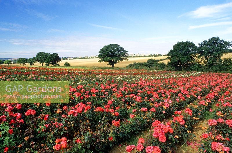 Commercial fields at Harkness Roses 