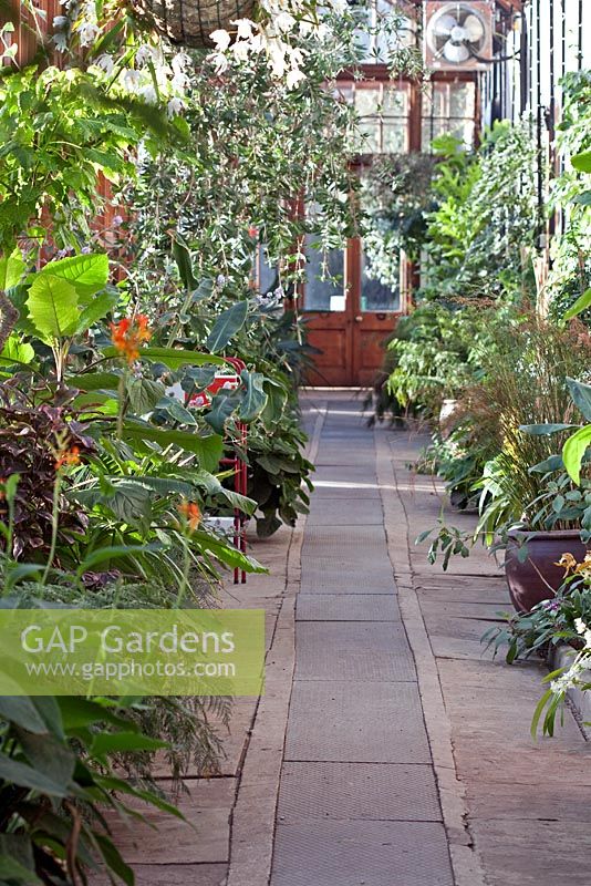 Inside the Glasshouse at Cambridge Botanical Gardens