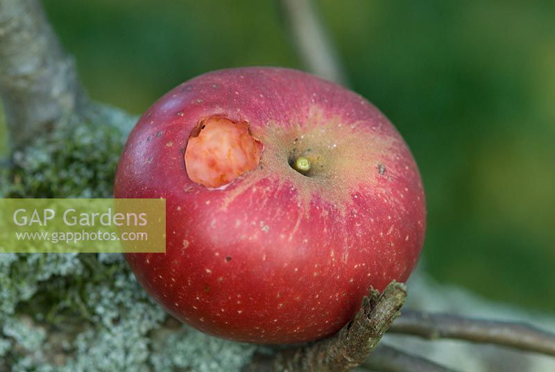 Malus 'Discovery' - damage to apple by a bird in October