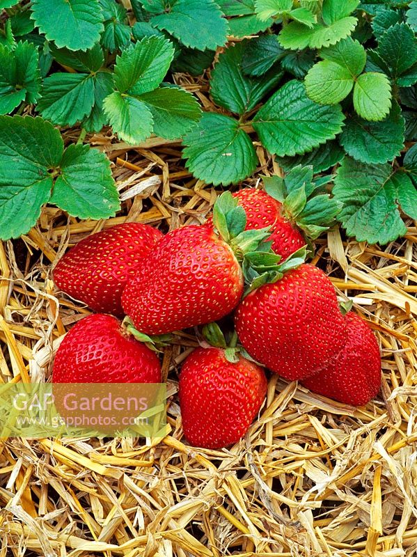 Fragaria x ananassa 'Sovereign' - Strawberries