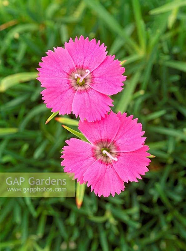 Dianthus 'Inshriach Dazzler'