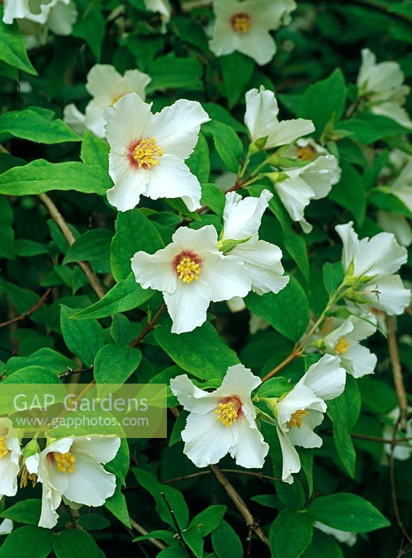 Philadelphus 'Belle Etoile' - Mock Orange