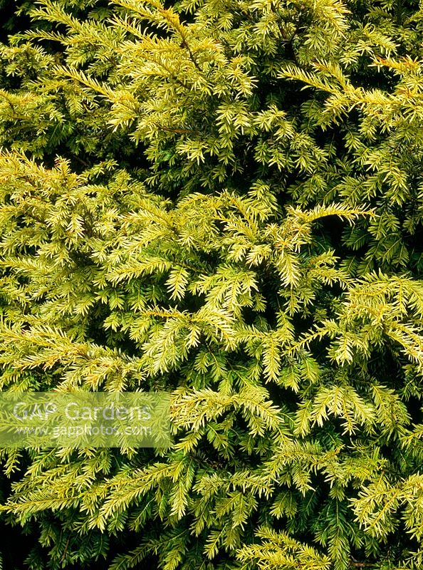 Taxus baccata 'Elegantissima'