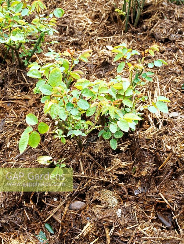 Thick mulch of stable manure used in rose beds