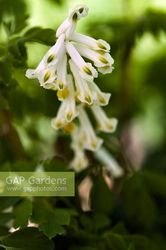 Corydalis ochroleuca