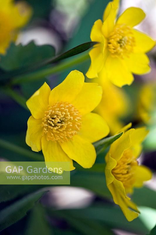 Caltha palustris commonly known as Kingcup or Marsh Marigold