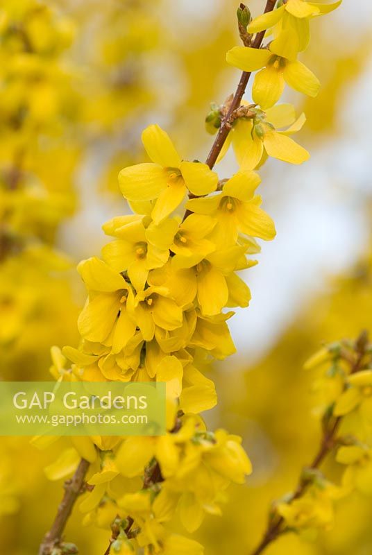 Forsythia x intermedia Weekend 'Courtalyn' AGM