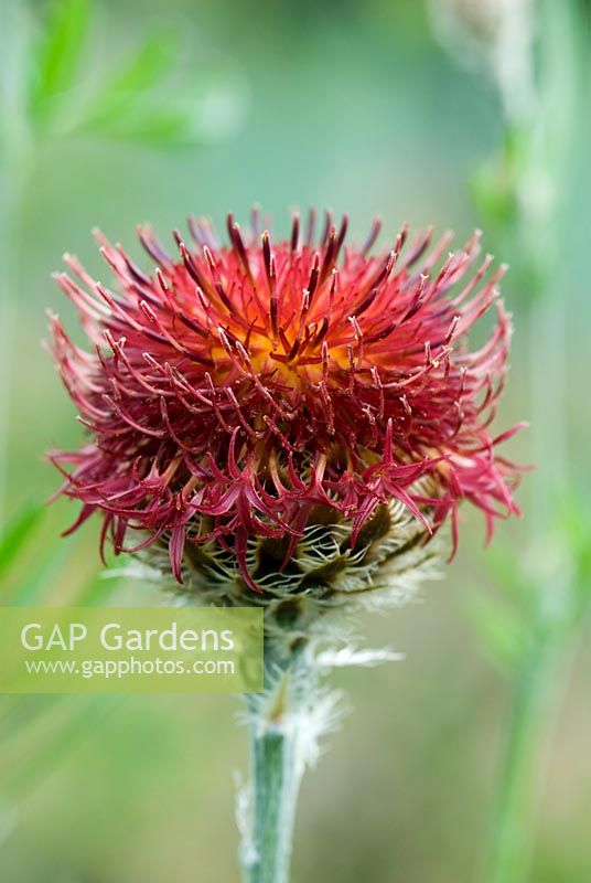 Centaurea 'Phoenix bronze hybrid'