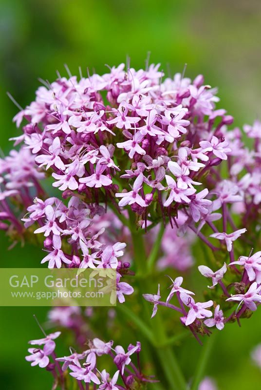 Centranthus lecoqii syn. C. ruber 'Mauve Form'