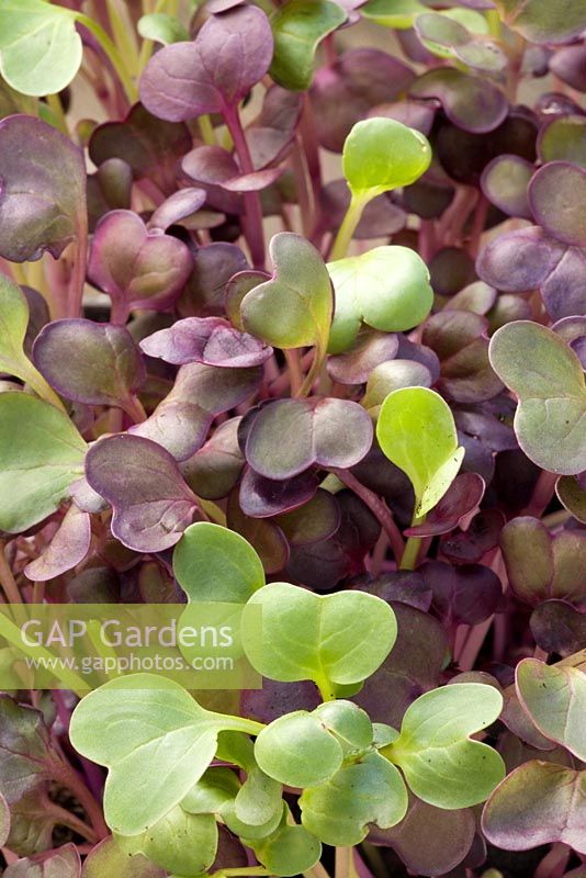 Radish 'Red Sango' grown to eat as sprouted seedlings