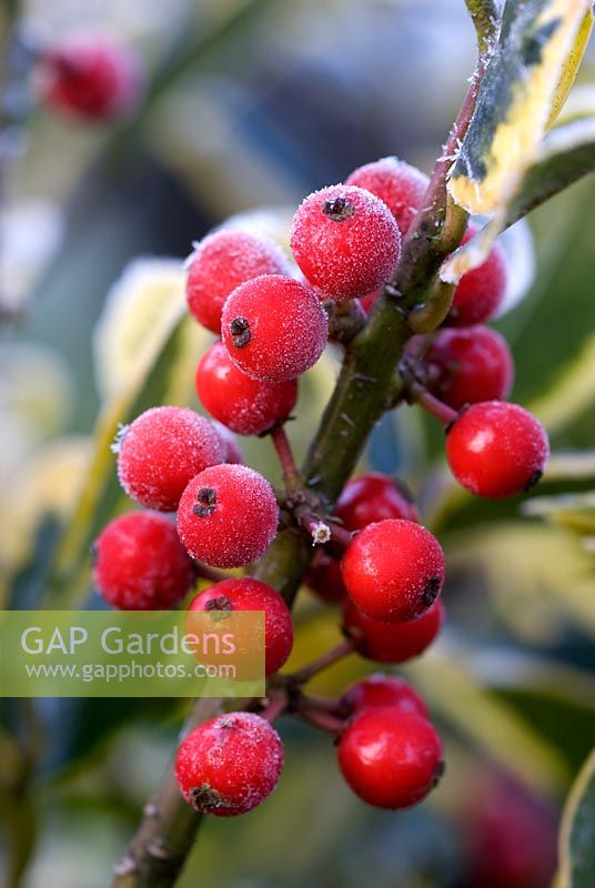 Frosted berries of Ilex x altaclarensis 'Golden King'