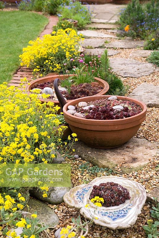 Sempervivums growing in terracotta planters, placed on path with Alyssum montanum 'Mountain Gold' growing in between