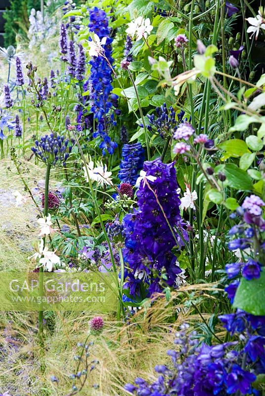 Blue themed mixed planting Benecol's Prism Corner Garden, supporting Rainbow Trust - RHS Hampton Court Flower Show 2008 