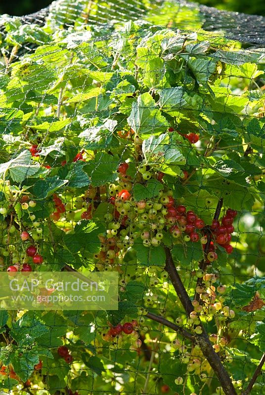 Ribes 'Jonkeer van Tets' - Redcurrant, ripening under protective netting