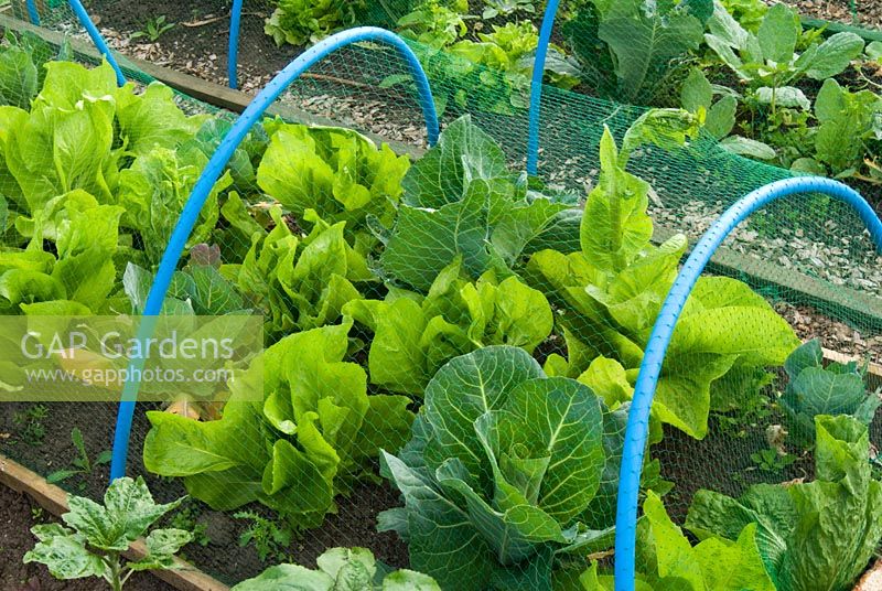 Netting supported by hoops protecting vegetables