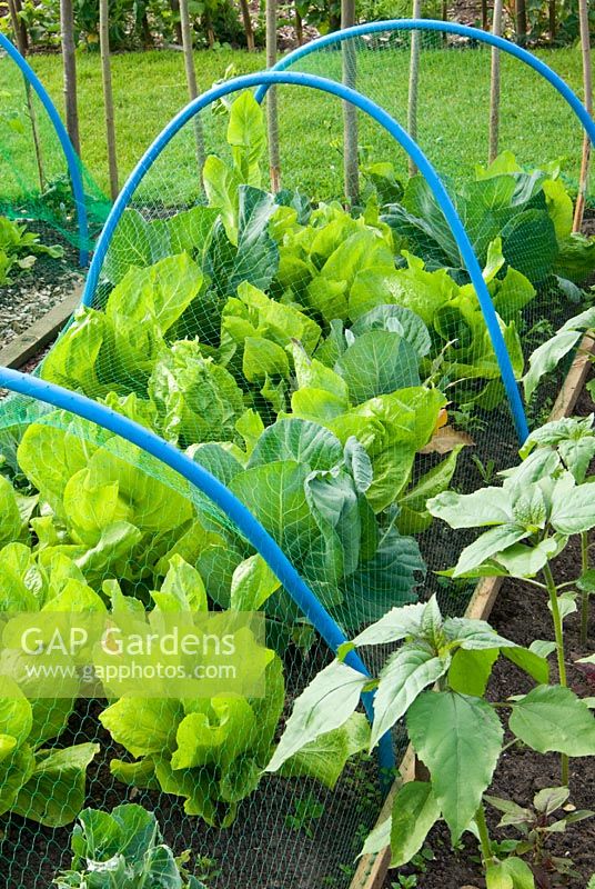 Netting supported by hoops protecting vegetables