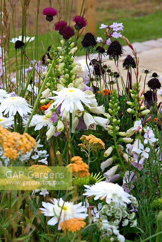 Mixed perennial planting including Leucanthemum, Scabiosa 'Chile Black', Cirsium and Digitalis - Branching out with Copella, The Apple Juice Garden - Hampton Court Flower Show 2008