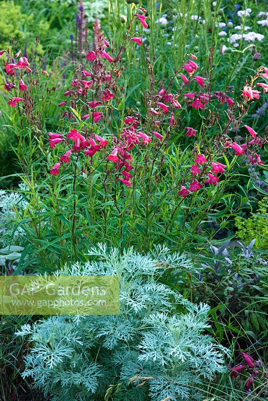 Penstemon 'Garnet' underplanted with Artemisia