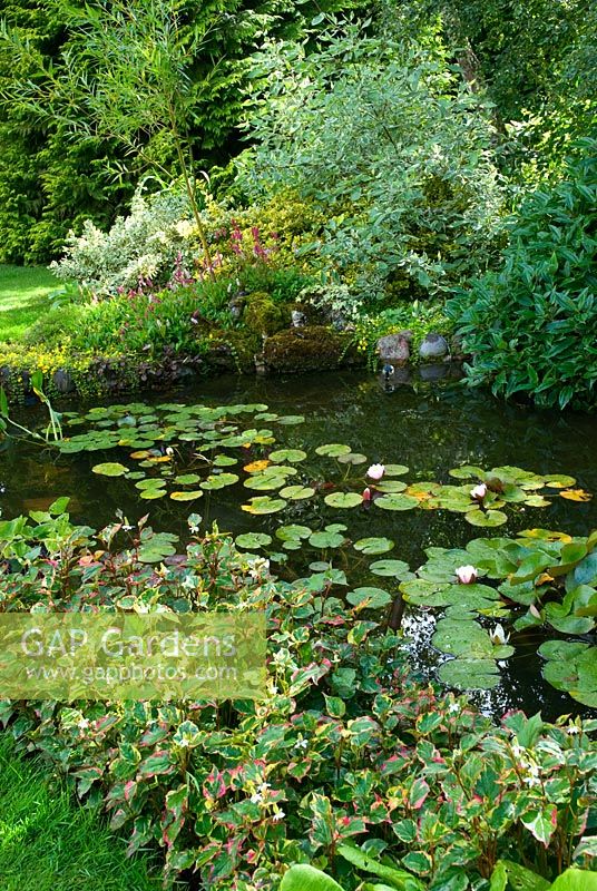 Houttuynia cordata 'Chameleon' growing beside pond with water lilies