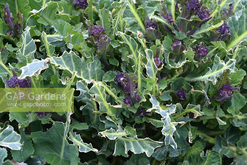 Brassica 'Early Purple Sprouting' - Unprotected broccoli attacked by pigeons