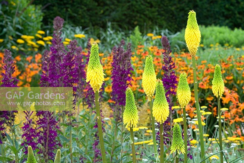 Kniphofia 'Bee's Sunset' with Lobelia x speciosa 'Hadspen Purple' - The Square Garden, RHS Rosemoor, Devon