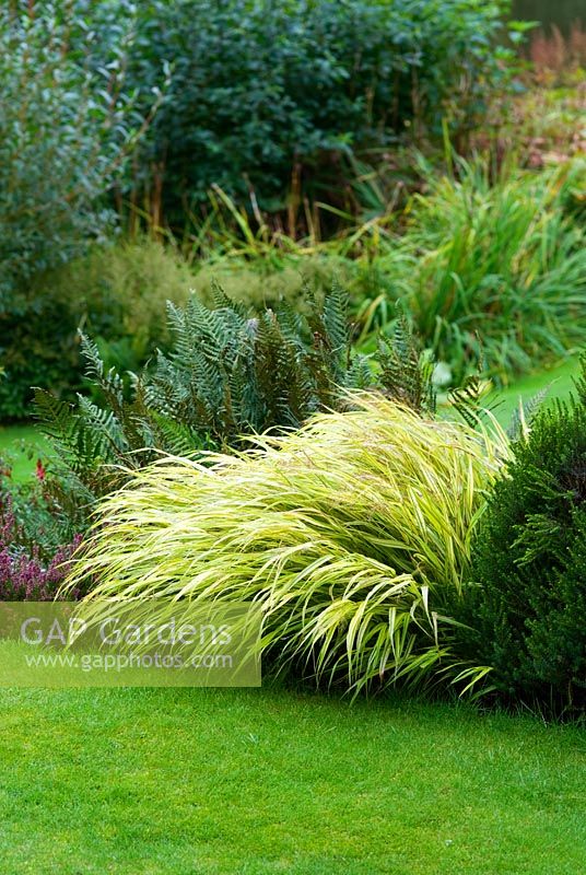 Hakonechloa macra 'Aureola'