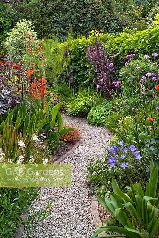 Gravel path leading through flowering perennial beds of Gaura 'White Geyser', Agapanthus, Viola, Canna, Dahlia, Verbena bonariensis, Geranium, Berberis and Tamarix 