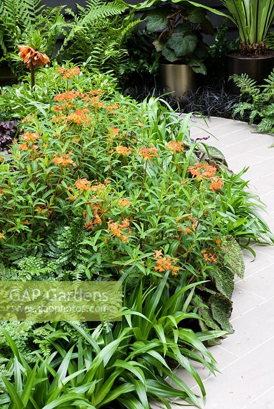 Path edged with Euphorbia, ferns and Ophiopogon planiscapus 'Nigrescens', The Simmons and Simmons Garden, A Journey to Work - RHS Chelsea Flower Show 2008
