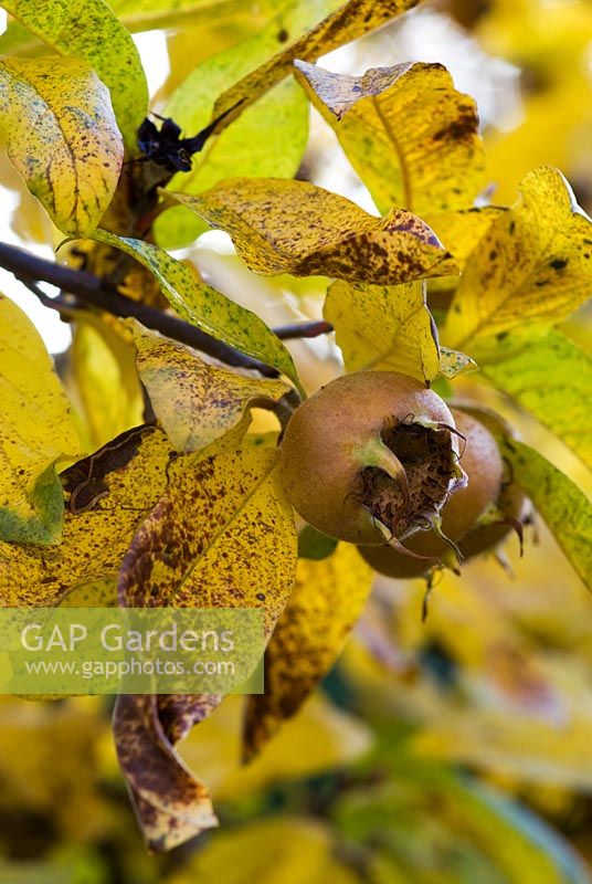 Mespilus germanica - Medlar fruit