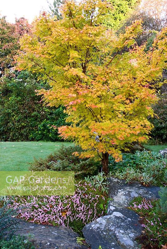 Acer palmatum 'Senkaki' in mixed border