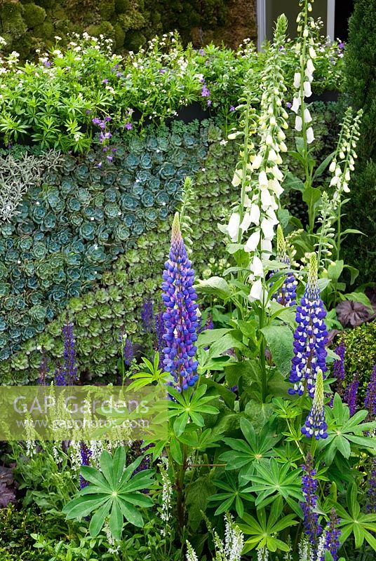 Digitalis and Lupinus backed by wall of Sempervivums - The Sky at Night Garden - RHS Chelsea Flower Show 2008