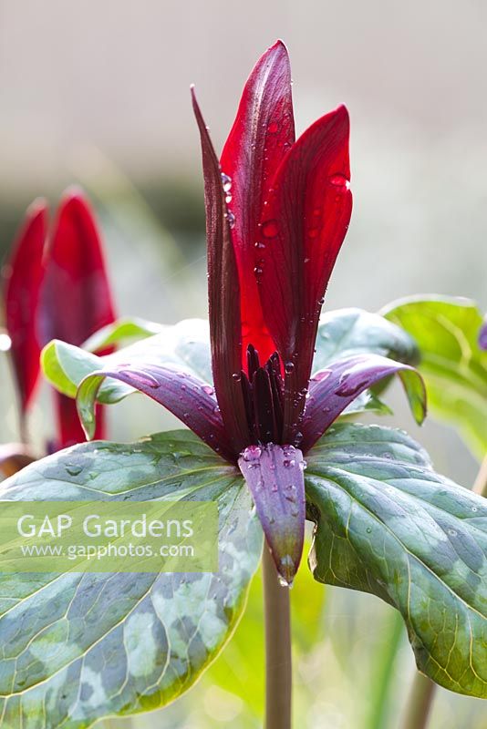 Trillium kurabayashii