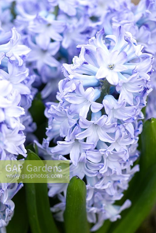 Hyacinthus 'Blue Eyes'