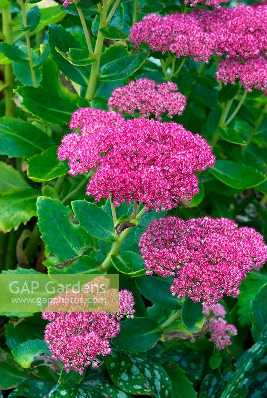 Sedum spectabile 'Autumn Joy'