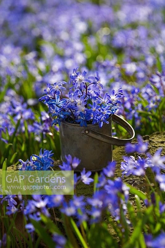 Scilla siberica and Chionodoxa forbesii in metal jug 