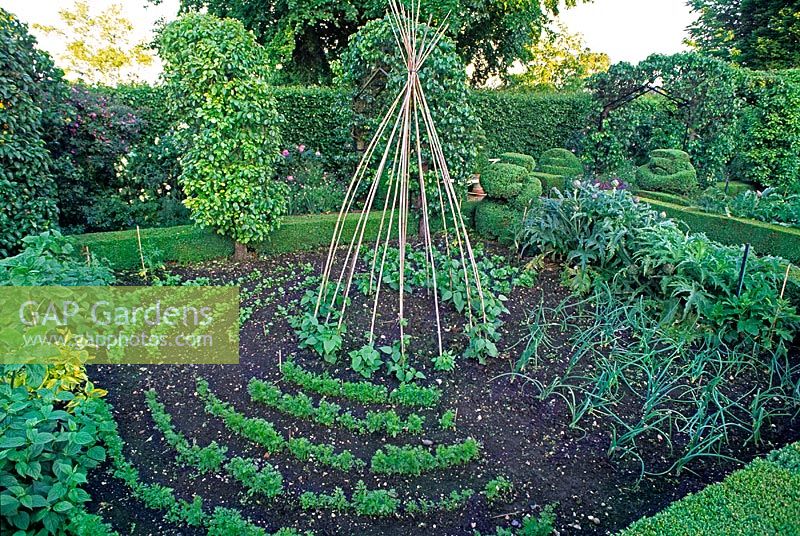 Formal vegetable garden with cane wigwam support for climbing beans, beds of onions, parsley, chives and artichokes